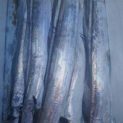 サンマリン 釣果