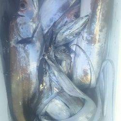 サンマリン 釣果