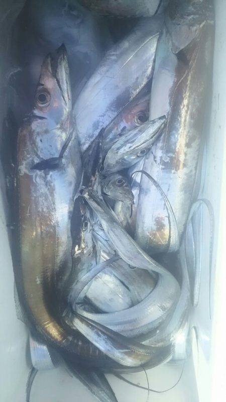 サンマリン 釣果