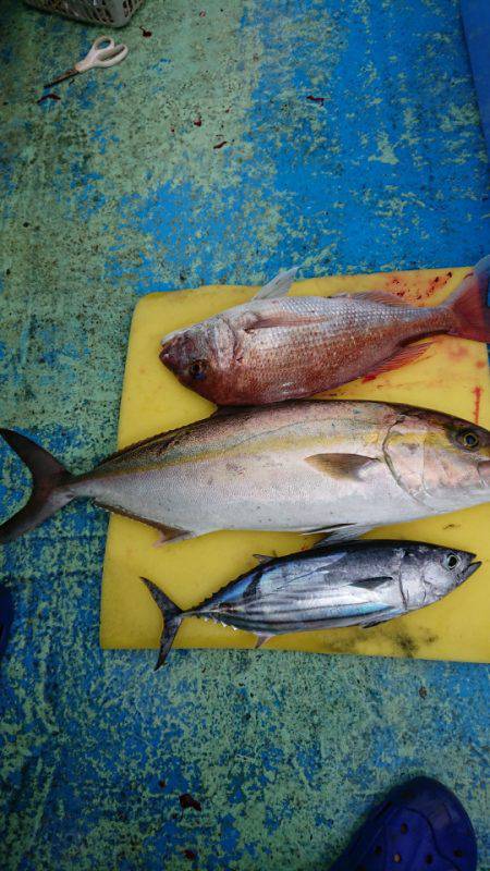 だて丸 釣果