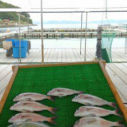 海の釣堀 海恵 釣果