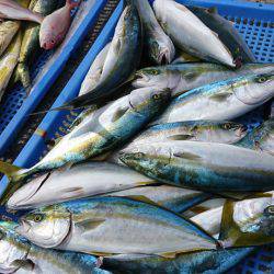 第三共栄丸 釣果