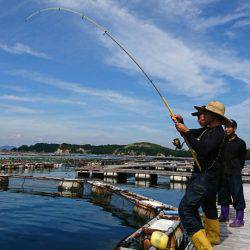 海の釣堀 海恵 釣果