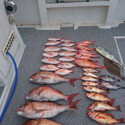 ARCADIAⅡ （アルカディアⅡ） 釣果