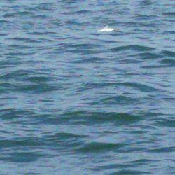 タイラバ遊漁船 ワンピース 釣果