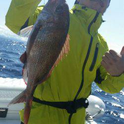 ブルドック 釣果