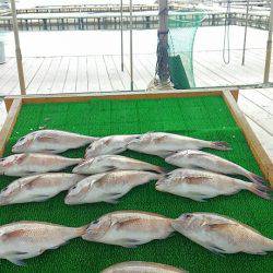 海の釣堀 海恵 釣果