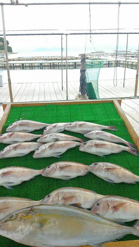 海の釣堀 海恵 釣果