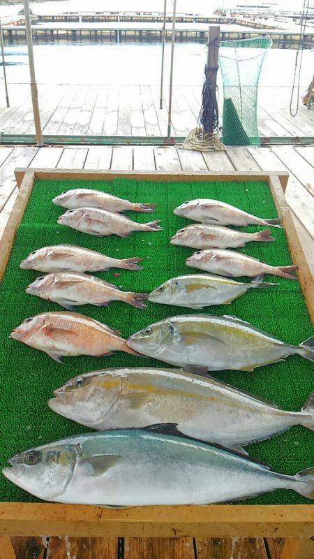 海の釣堀 海恵 釣果