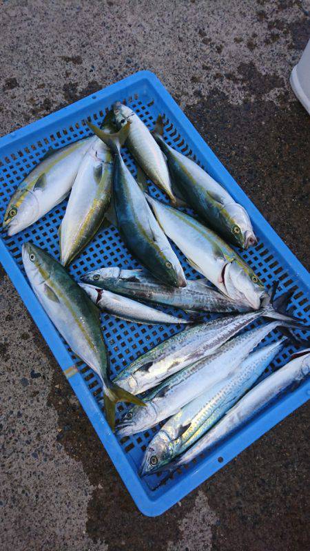 第三共栄丸 釣果