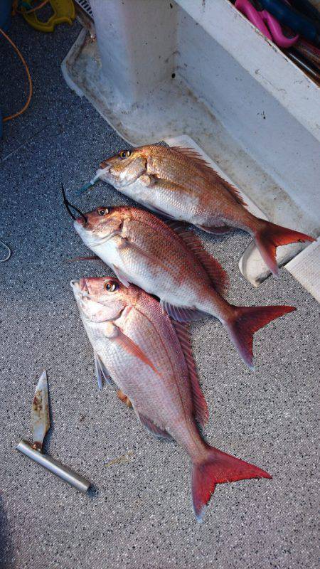 ARCADIAⅡ (アルカディアⅡ) 釣果