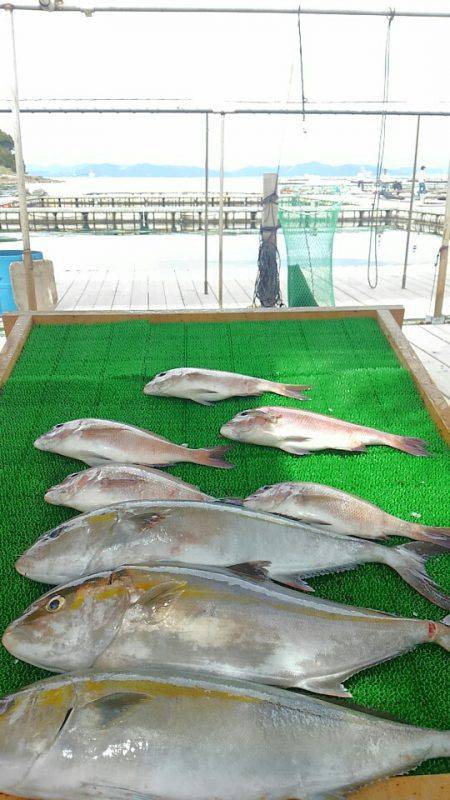 海の釣堀 海恵 釣果