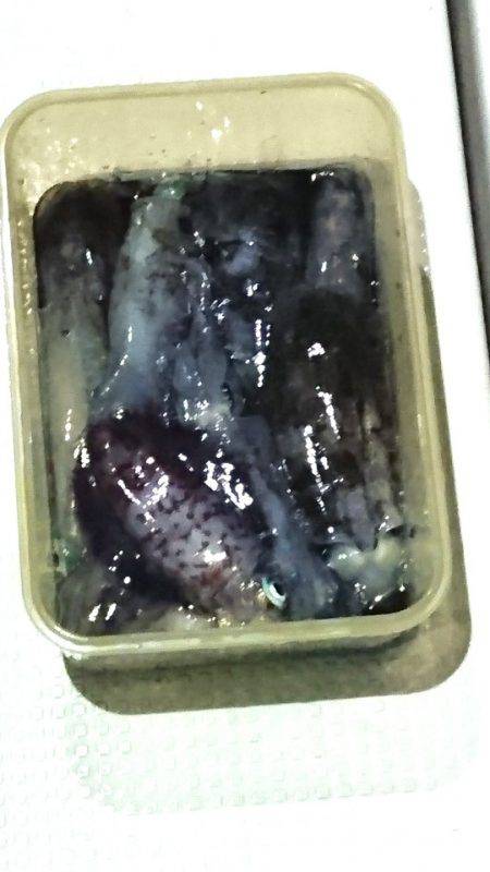 あみや渡船 JIGBOY 釣果