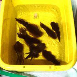 あみや渡船 JIGBOY 釣果