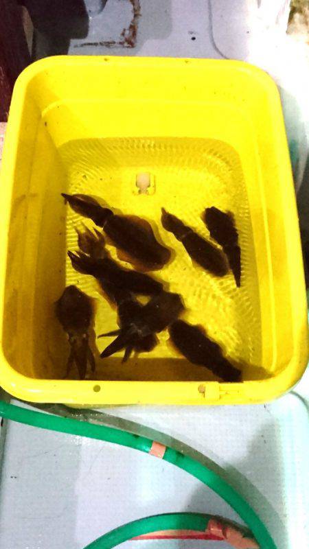 あみや渡船 JIGBOY 釣果