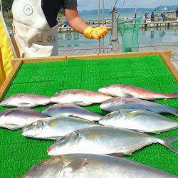 海の釣堀 海恵 釣果