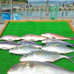 海の釣堀 海恵 釣果