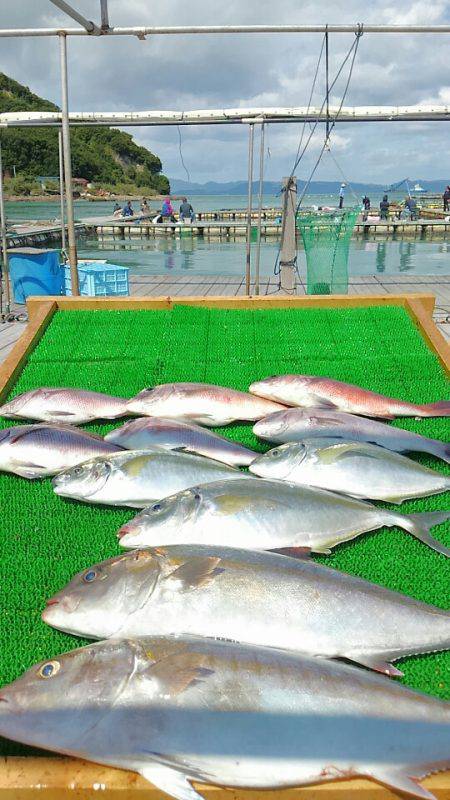 海の釣堀 海恵 釣果