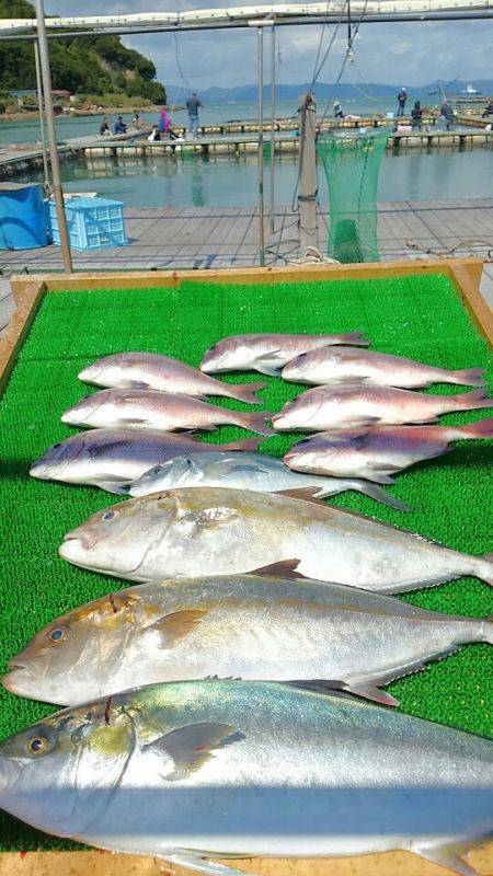 海の釣堀 海恵 釣果