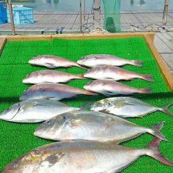 海の釣堀 海恵 釣果