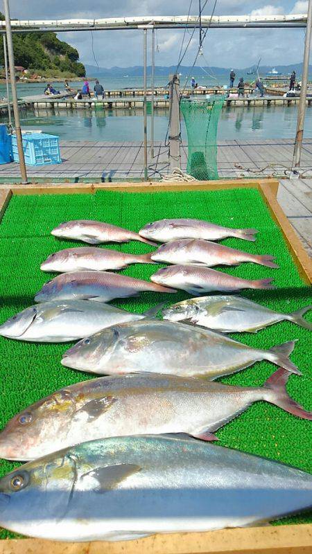 海の釣堀 海恵 釣果