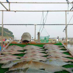 海の釣堀 海恵 釣果