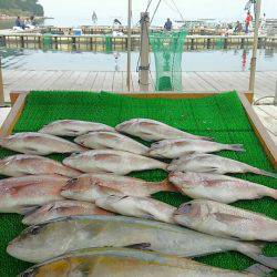 海の釣堀 海恵 釣果