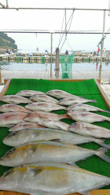 海の釣堀 海恵 釣果