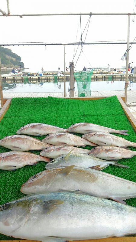 海の釣堀 海恵 釣果