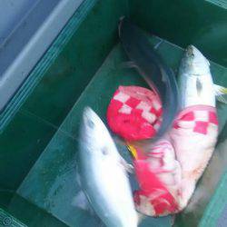 サンマリン 釣果