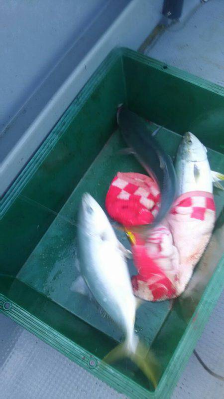 サンマリン 釣果