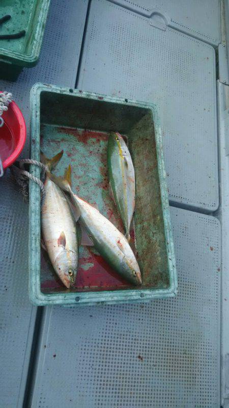 サンマリン 釣果