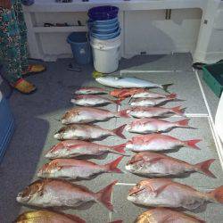 ARCADIAⅡ (アルカディアⅡ) 釣果