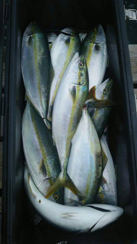 サンマリン 釣果