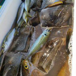 金沢八景鴨下丸 釣果