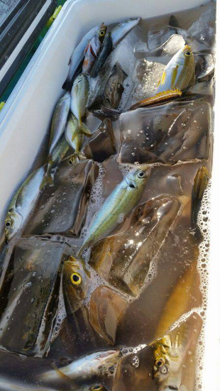 金沢八景鴨下丸 釣果