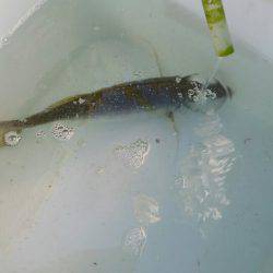 金沢八景鴨下丸 釣果