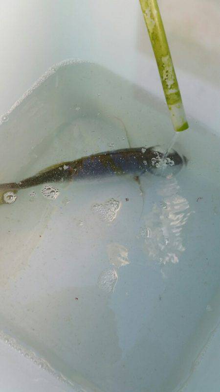 金沢八景鴨下丸 釣果