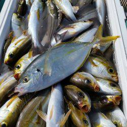 金沢八景鴨下丸 釣果