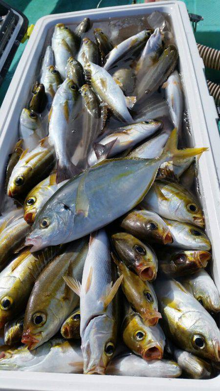 金沢八景鴨下丸 釣果