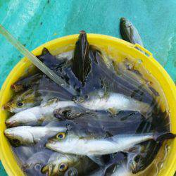 金沢八景鴨下丸 釣果