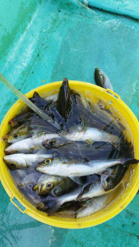 金沢八景鴨下丸 釣果