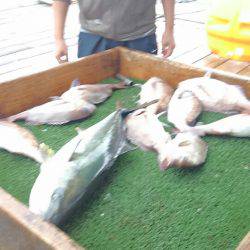海の釣堀 海恵 釣果