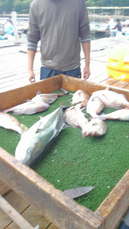 海の釣堀 海恵 釣果