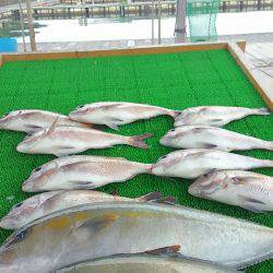 海の釣堀 海恵 釣果