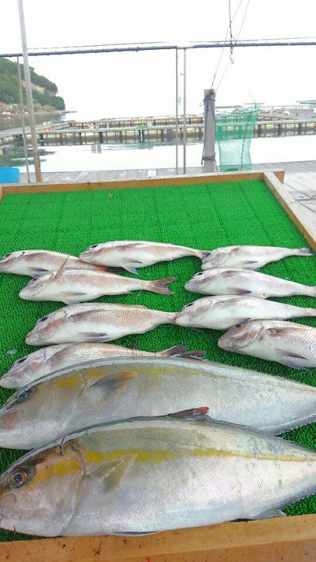 海の釣堀 海恵 釣果