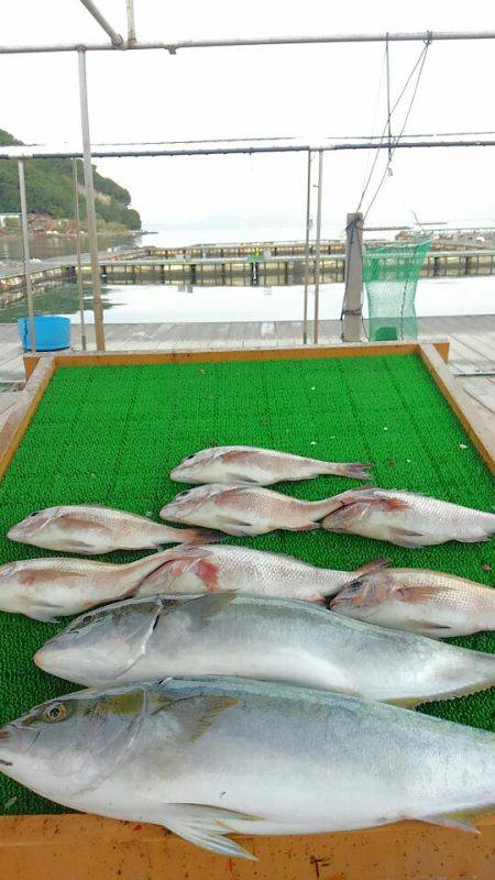 海の釣堀 海恵 釣果