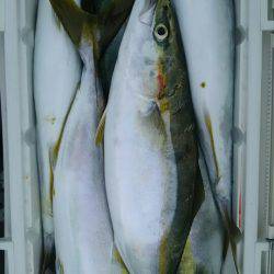 サンマリン 釣果