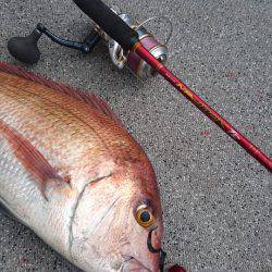 ARCADIAⅡ （アルカディアⅡ） 釣果