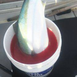 ブルドック 釣果